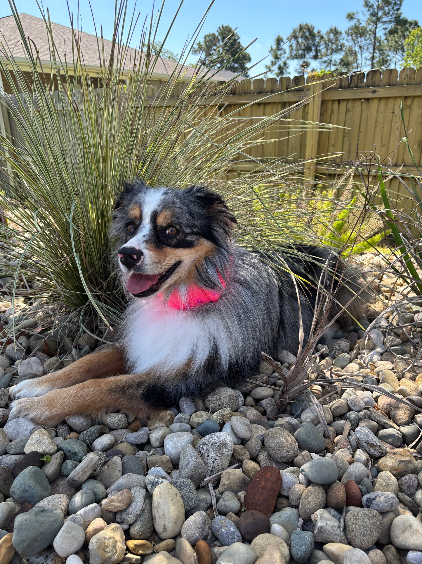 BayDog Cooling Collar
