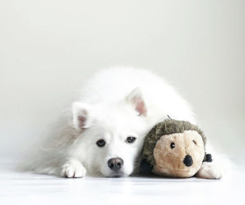 Hedgehog - Small