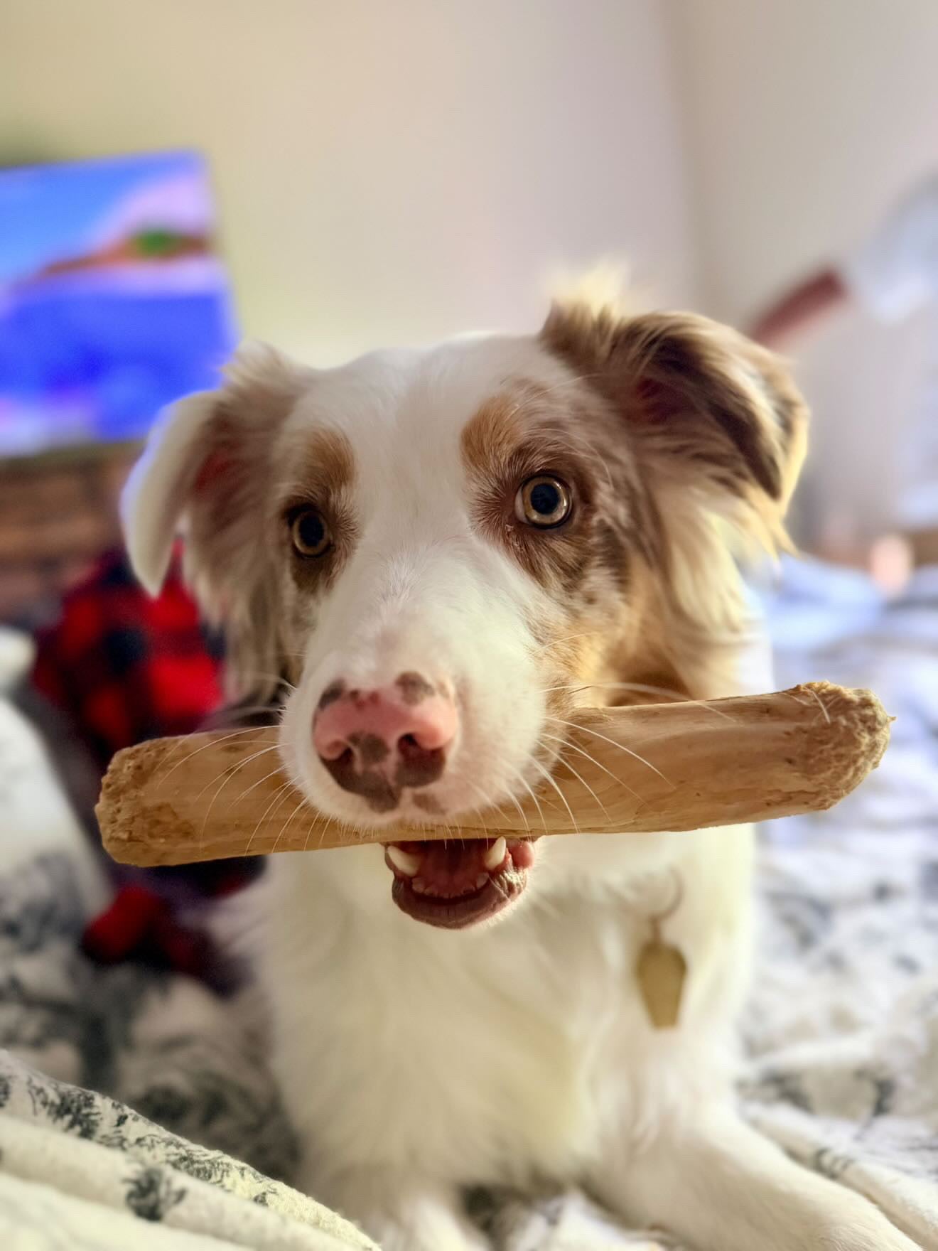 Coffee Wood Sticks