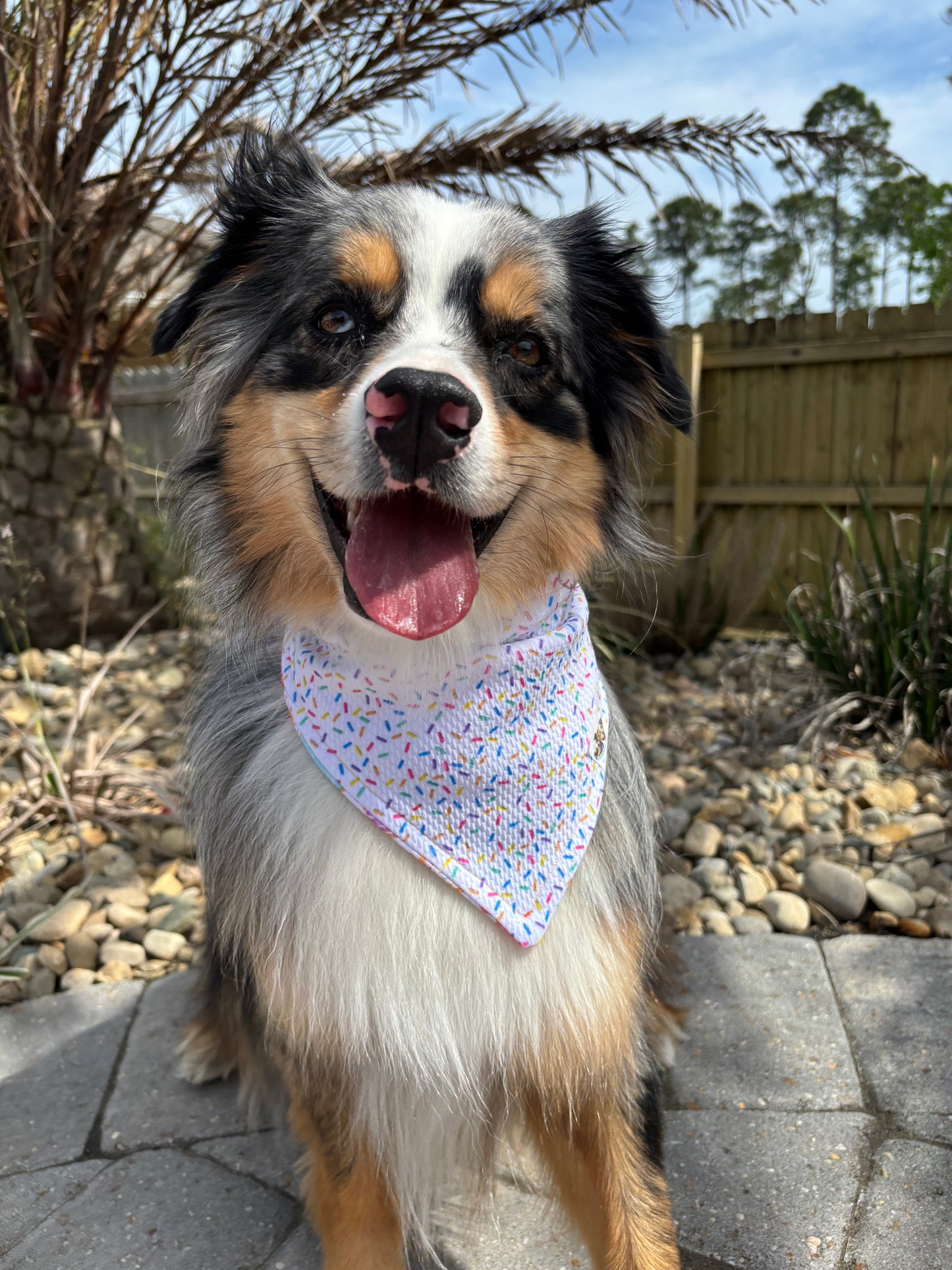 Celebration Bandana