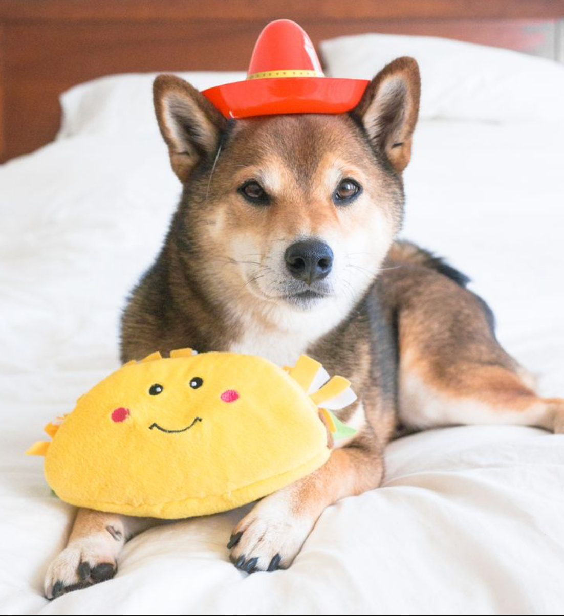 NomNomz® - Taco