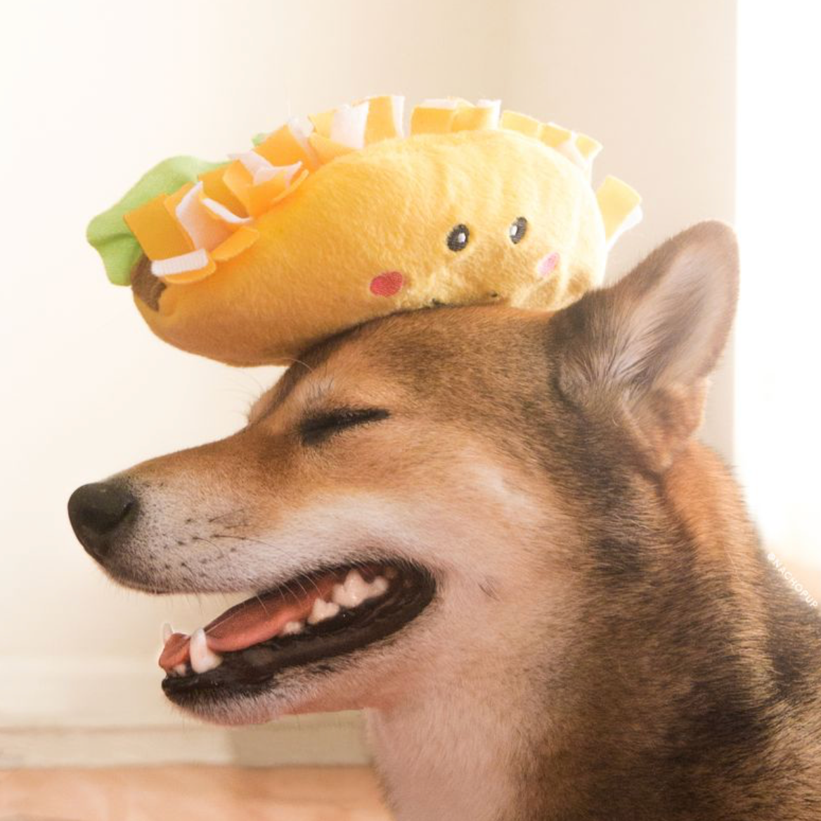 NomNomz® - Taco