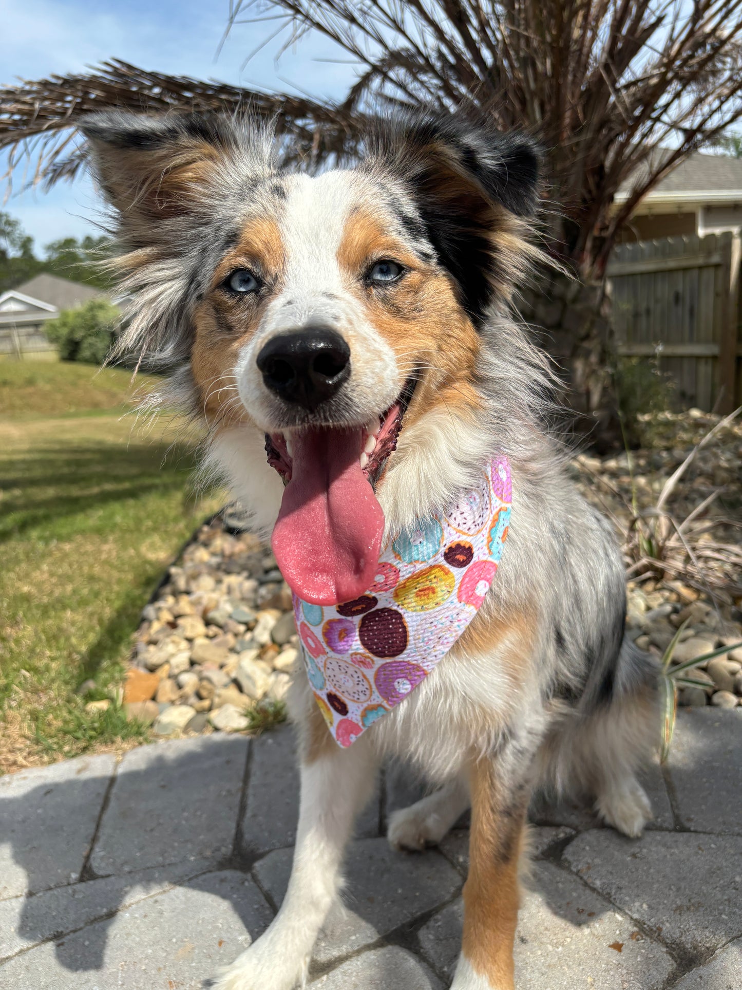 Celebration Bandana