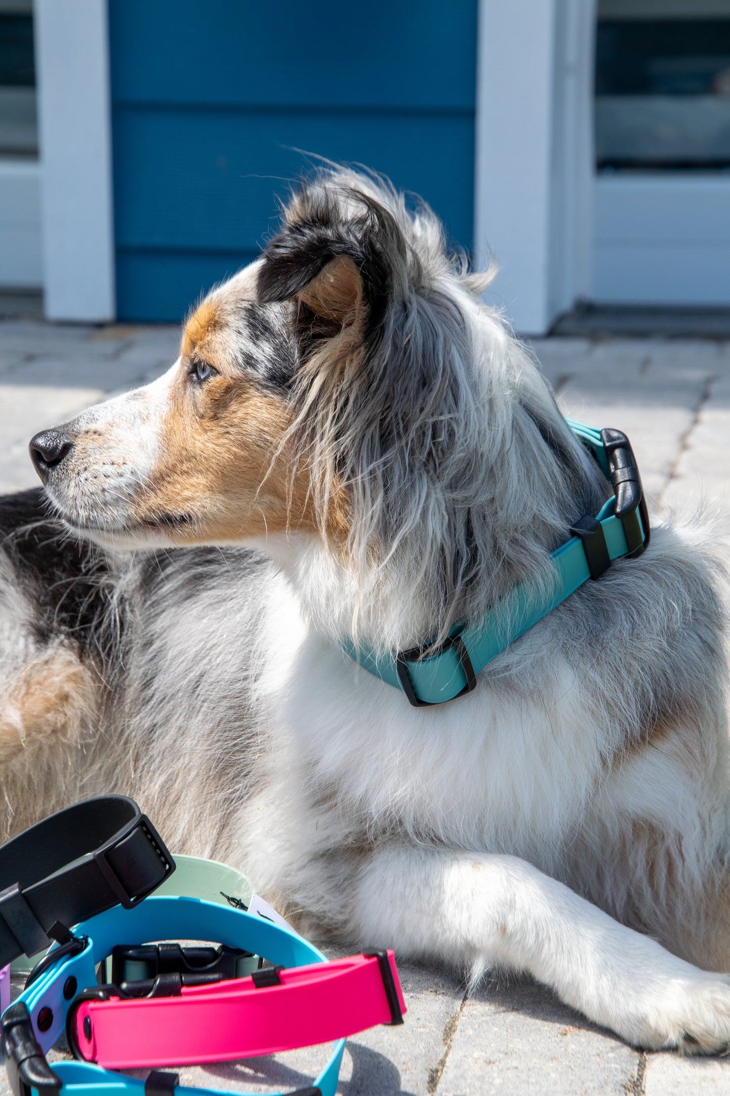 Biothane Collar