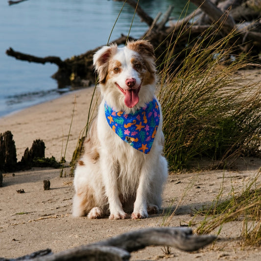 Coastal Cuties