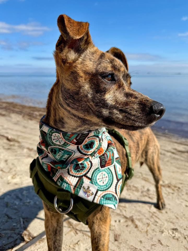 Bark Ranger Bandana